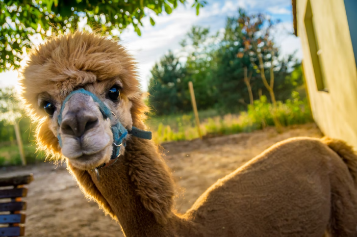 Stay on an alpaca farm and live in a hobbit den in the UK