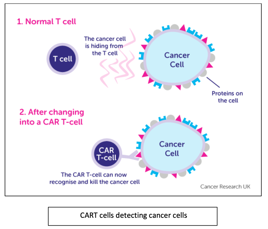 what is a car t cell